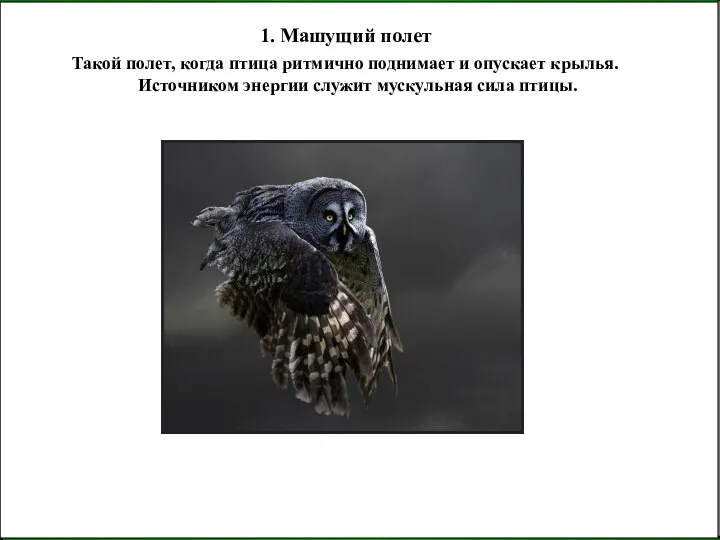 1. Машущий полет Такой полет, когда птица ритмично поднимает и опускает крылья. Источником