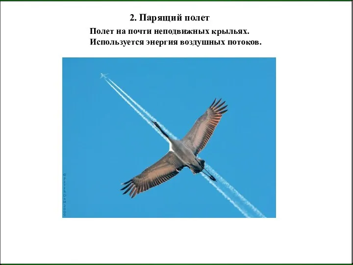 2. Парящий полет Используется энергия воздушных потоков. Полет на почти неподвижных крыльях.