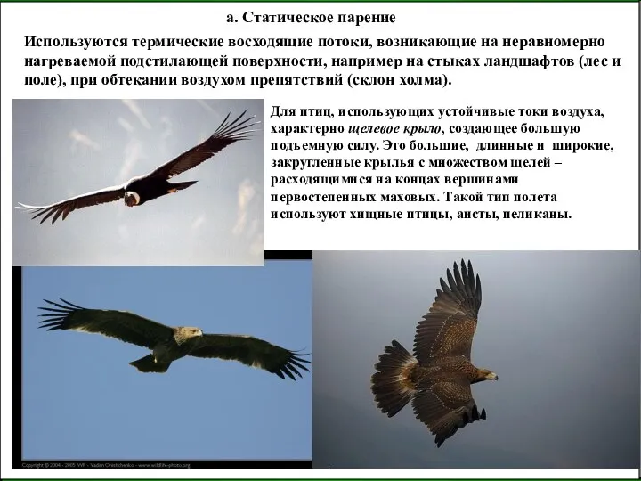 а. Статическое парение Используются термические восходящие потоки, возникающие на неравномерно нагреваемой подстилающей поверхности,