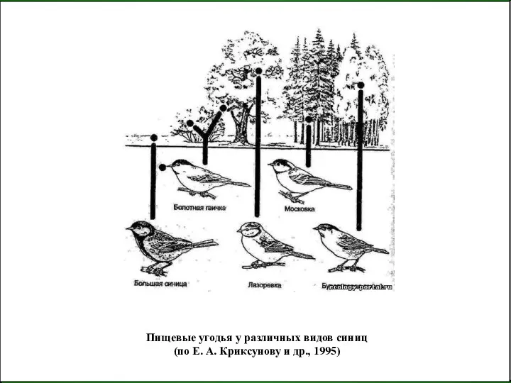 Пищевые угодья у различных видов синиц (по Е. А. Криксунову и др., 1995)
