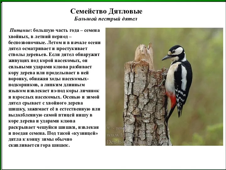 Питание: большую часть года – семена хвойных, в летний период – беспозвоночные. Летом