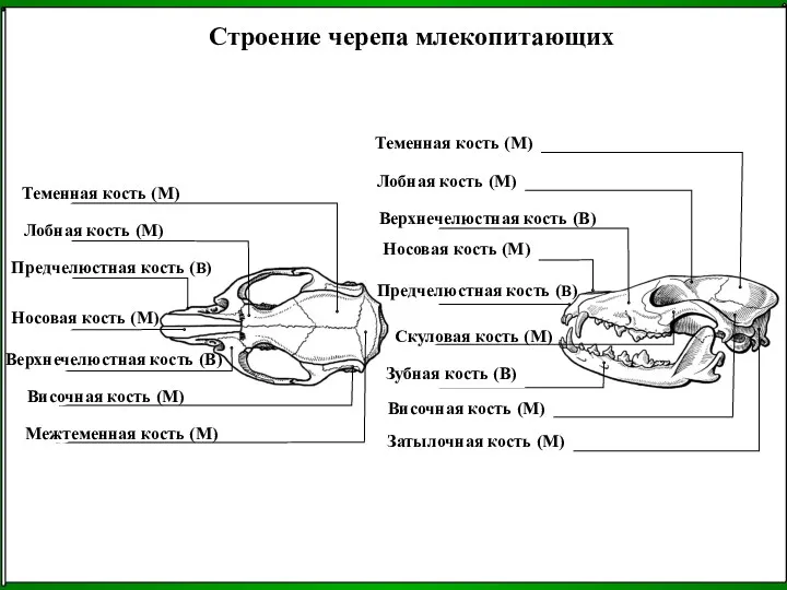 Строение черепа млекопитающих Теменная кость (М) Затылочная кость (М) Височная