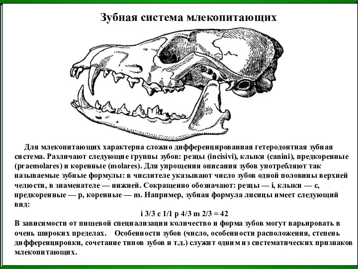 Зубная система млекопитающих Для млекопитающих характерна сложно дифференцированная гетеродонтная зубная