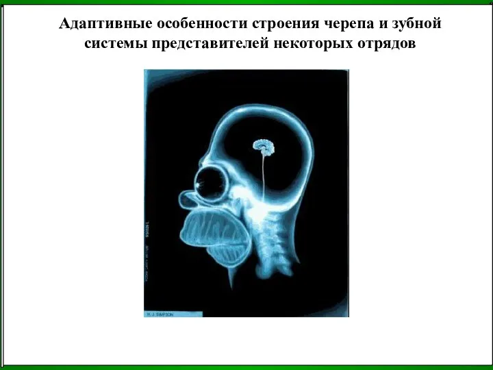 Адаптивные особенности строения черепа и зубной системы представителей некоторых отрядов