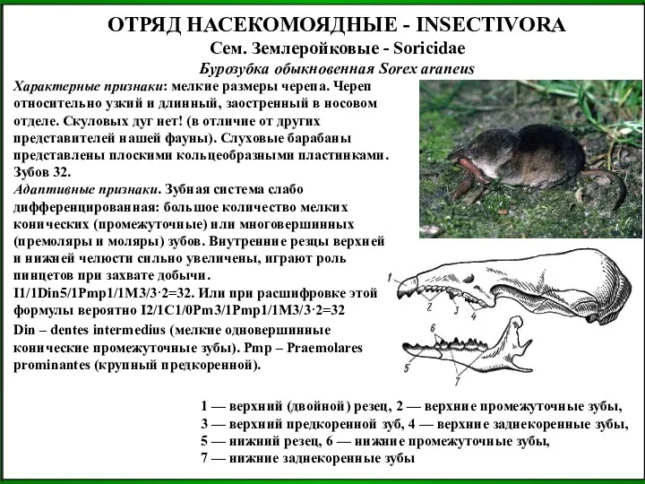 ОТРЯД НАСЕКОМОЯДНЫЕ - INSECTIVORA Сем. Землеройковые - Soricidae Бурозубка обыкновенная Sorex araneus Характерные