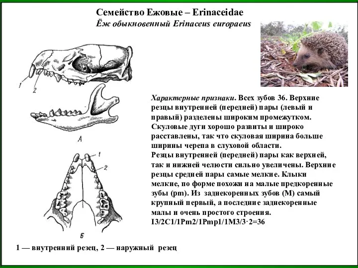 Семейство Ежовые – Erinaceidae Ёж обыкновенный Erinaceus europaeus Характерные признаки. Всех зубов 36.