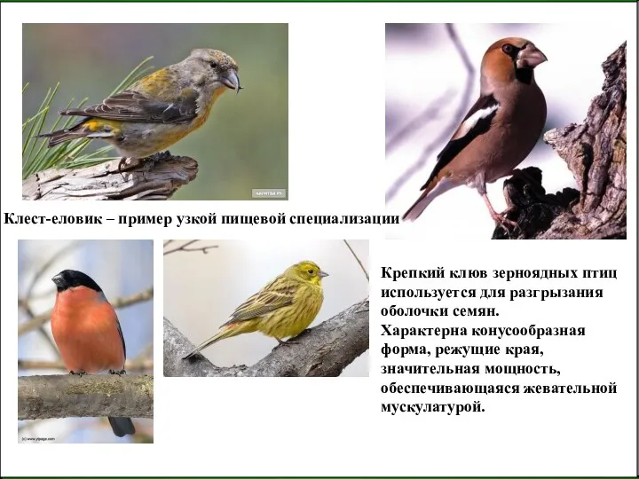 Клест-еловик – пример узкой пищевой специализации Крепкий клюв зерноядных птиц используется для разгрызания