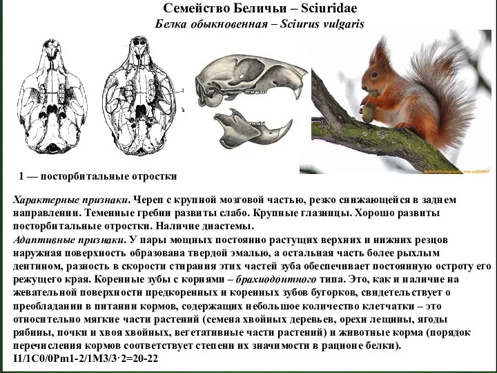 Семейство Беличьи – Sciuridae Белка обыкновенная – Sciurus vulgaris 1 — посторбитальные отростки