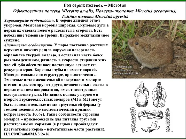 Род серых полевок – Microtus Обыкновенная полевка Microtus arvalis, Полевка- экономка Microtus oeconomus,