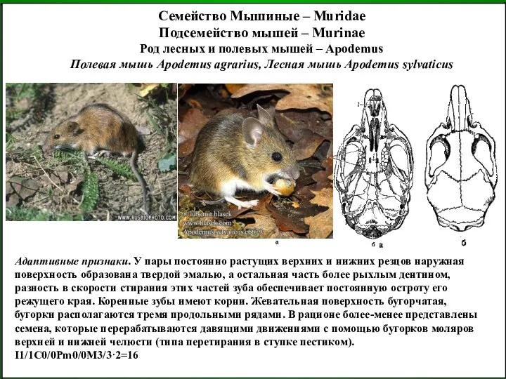 Семейство Мышиные – Muridae Подсемейство мышей – Murinae Род лесных