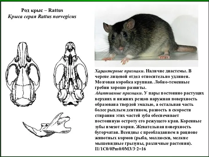Род крыс – Rattus Крыса серая Rattus norvegicus Характерные признаки.