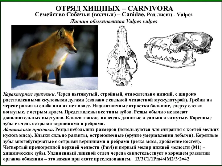 ОТРЯД ХИЩНЫХ – CARNIVORA Семейство Собачьи (волчьи) – Canidae, Род