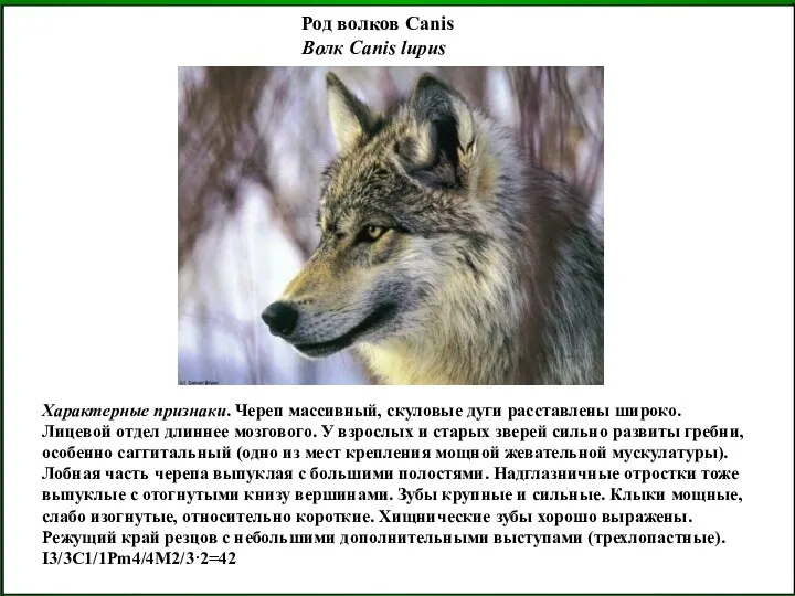 Род волков Canis Волк Canis lupus Характерные признаки. Череп массивный, скуловые дуги расставлены