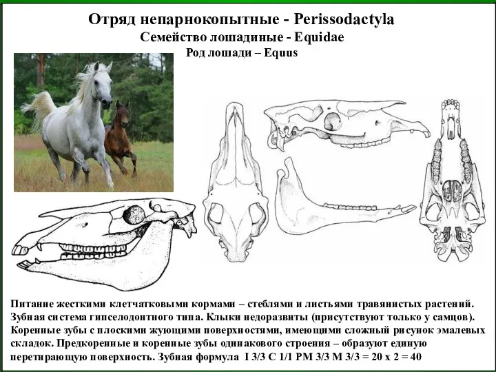 Питание жесткими клетчатковыми кормами – стеблями и листьями травянистых растений. Зубная система гипселодонтного