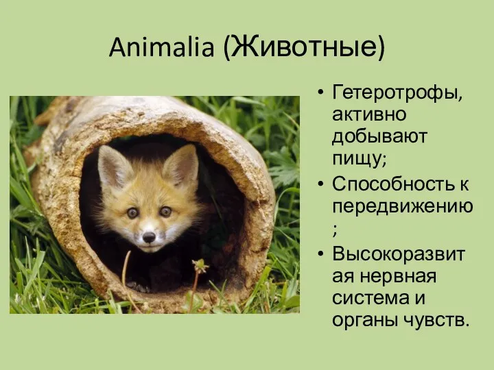 Animalia (Животные) Гетеротрофы, активно добывают пищу; Способность к передвижению; Высокоразвитая нервная система и органы чувств.