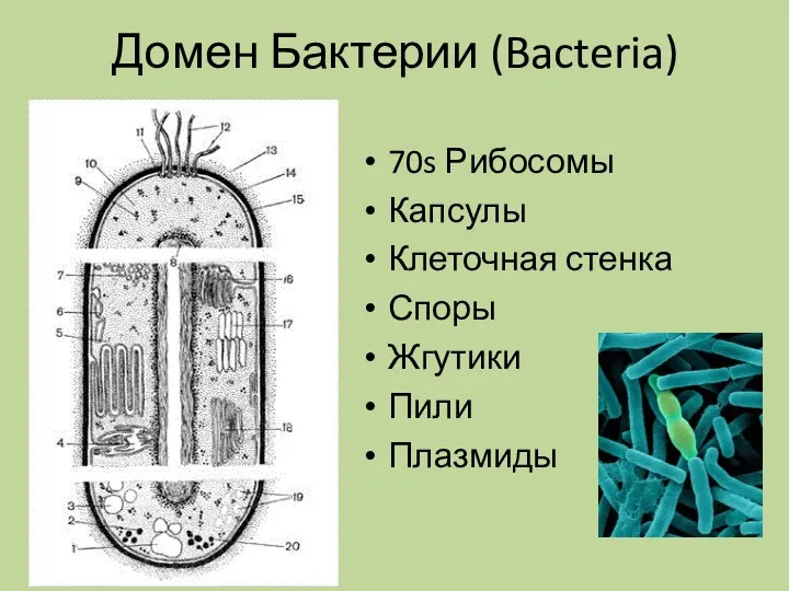 Домен Бактерии (Bacteria) 70s Рибосомы Капсулы Клеточная стенка Споры Жгутики Пили Плазмиды