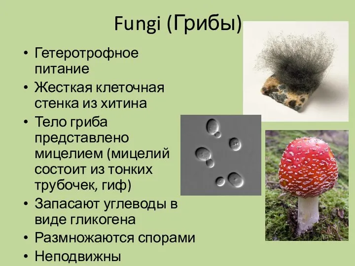 Fungi (Грибы) Гетеротрофное питание Жесткая клеточная стенка из хитина Тело