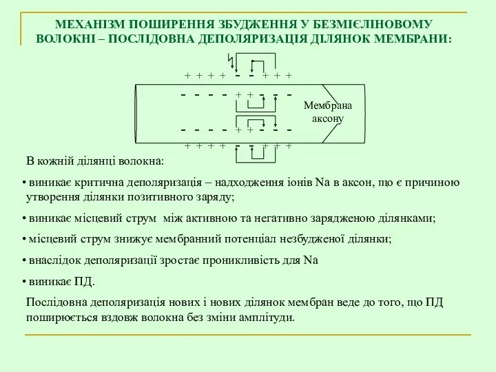 МЕХАНІЗМ ПОШИРЕННЯ ЗБУДЖЕННЯ У БЕЗМІЄЛІНОВОМУ ВОЛОКНІ – ПОСЛІДОВНА ДЕПОЛЯРИЗАЦІЯ ДІЛЯНОК