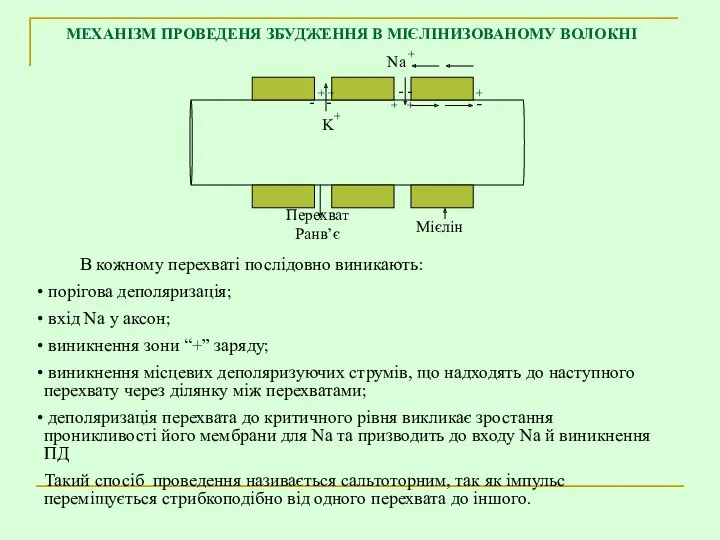 В кожному перехваті послідовно виникають: порігова деполяризація; вхід Na у аксон; виникнення зони