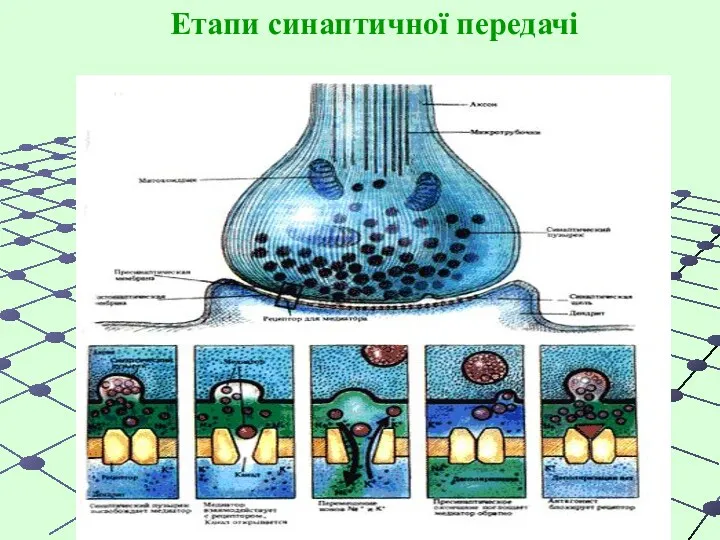 Етапи синаптичної передачі