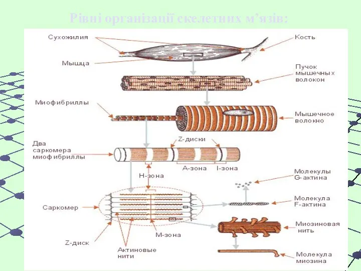 Рівні організації скелетних м’язів: