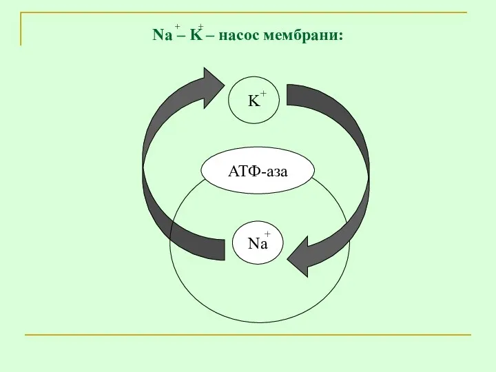 Na – K – насос мембрани: