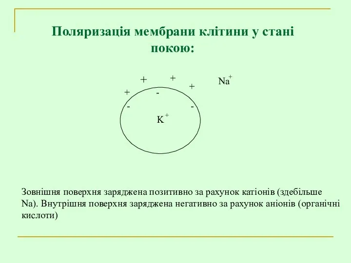 Зовнішня поверхня заряджена позитивно за рахунок катіонів (здебільше Na). Внутрішня поверхня заряджена негативно