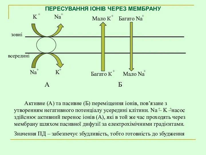 ПЕРЕСУВАННЯ ІОНІВ ЧЕРЕЗ МЕМБРАНУ Активне (А) та пасивне (Б) переміщення іонів, пов’язане з