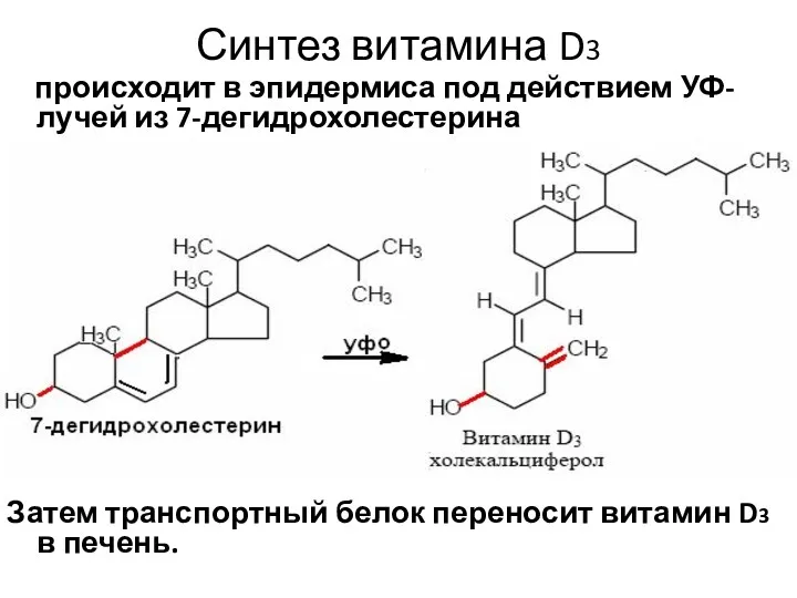 Синтез витамина D3 происходит в эпидермиса под действием УФ-лучей из