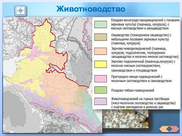 Животноводство Район высокотоварного животноводства. Молоч­но-мясное скотоводство больше характерно для Краснодарского