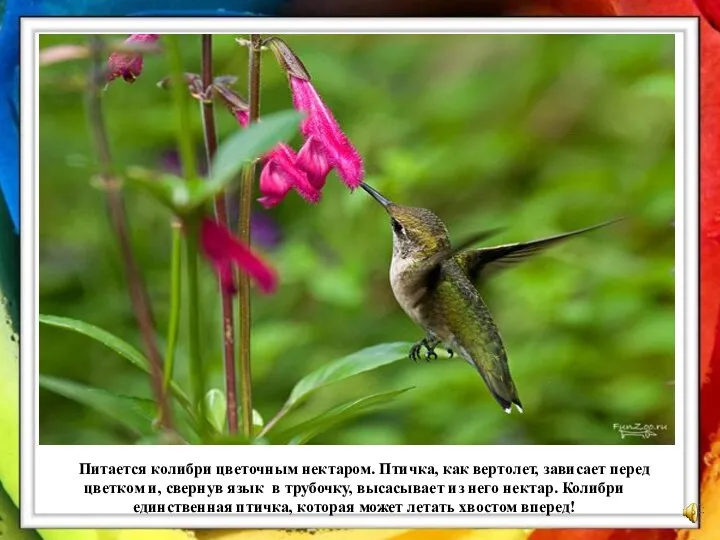 Питается колибри цветочным нектаром. Птичка, как вертолет, зависает перед цветком