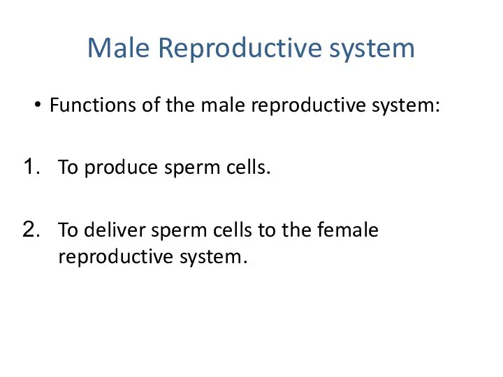 Male Reproductive system Functions of the male reproductive system: To produce sperm cells.