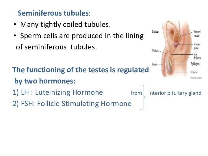 Seminiferous tubules: Many tightly coiled tubules. Sperm cells are produced in the lining