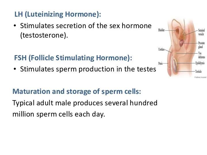 LH (Luteinizing Hormone): Stimulates secretion of the sex hormone (testosterone). FSH (Follicle Stimulating