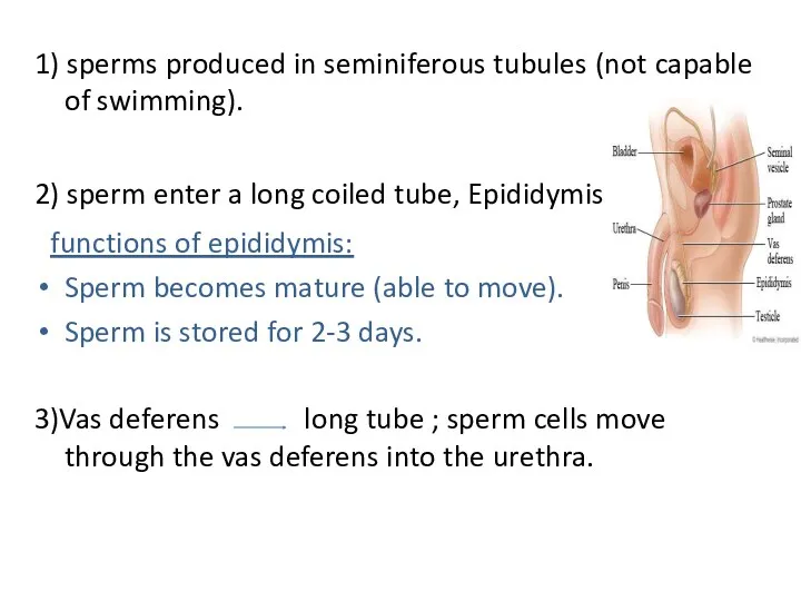 1) sperms produced in seminiferous tubules (not capable of swimming). 2) sperm enter