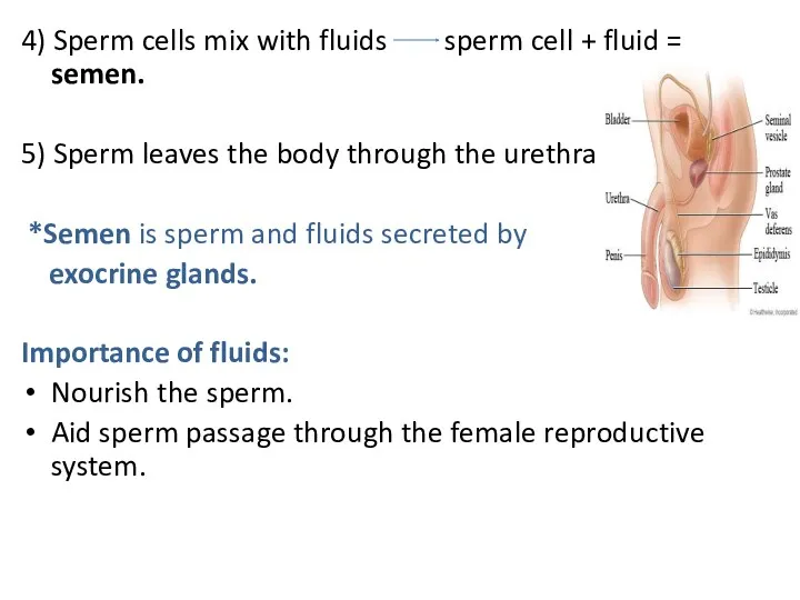 4) Sperm cells mix with fluids sperm cell + fluid = semen. 5)