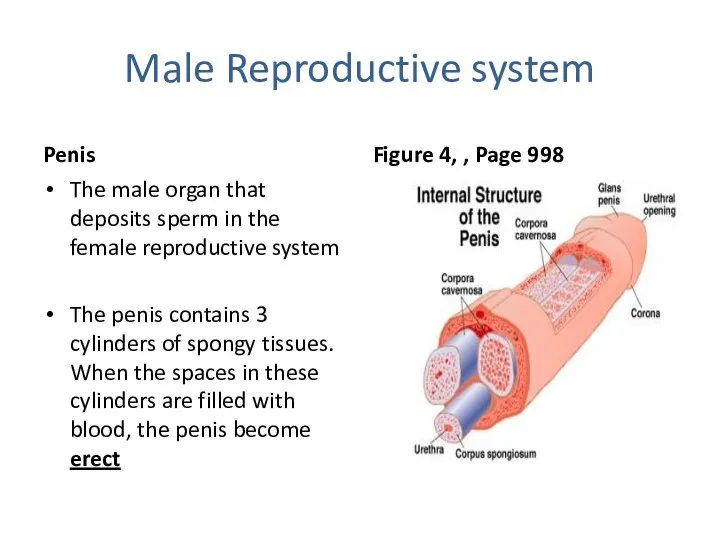 Male Reproductive system Penis The male organ that deposits sperm in the female