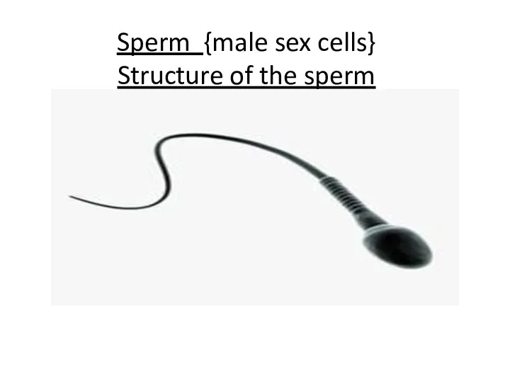 Sperm {male sex cells} Structure of the sperm