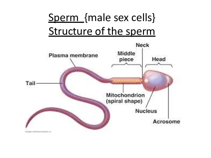 Sperm {male sex cells} Structure of the sperm