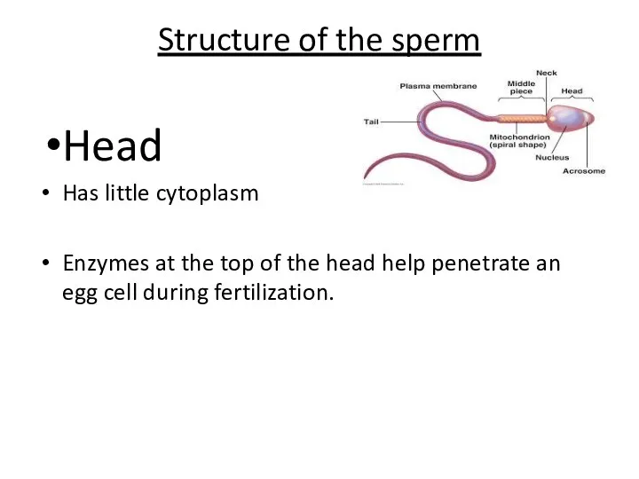 Structure of the sperm Head Has little cytoplasm Enzymes at the top of