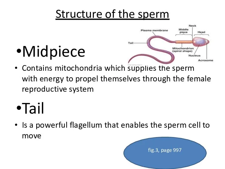 Structure of the sperm Midpiece Contains mitochondria which supplies the sperm with energy