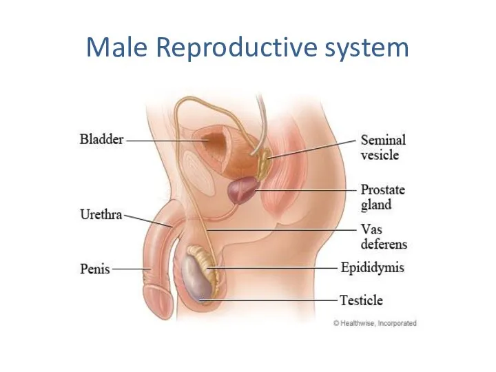 Male Reproductive system