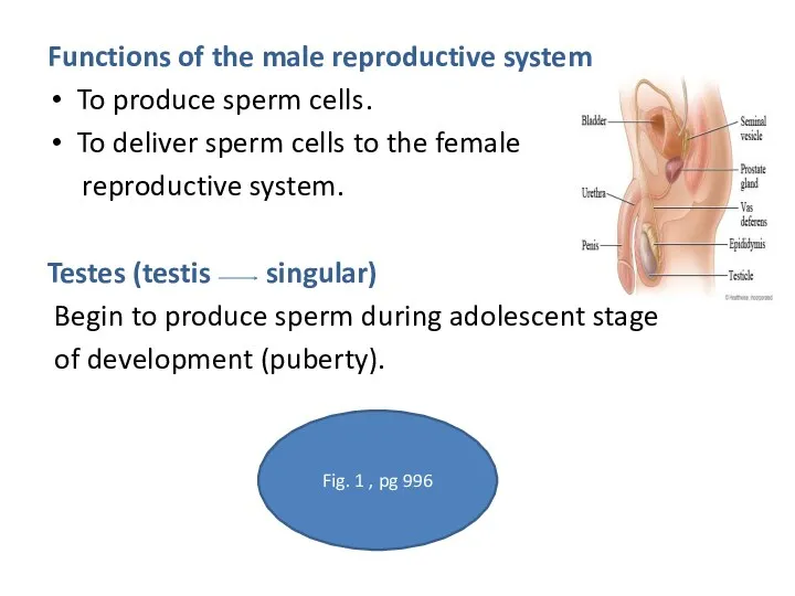 Functions of the male reproductive system To produce sperm cells . To deliver