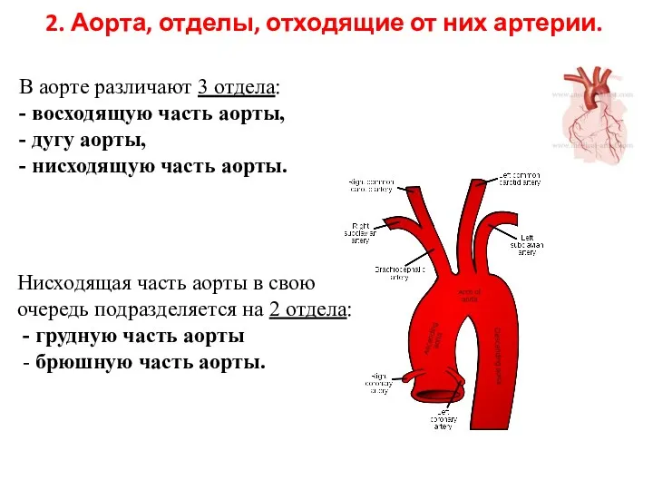 2. Аорта, отделы, отходящие от них артерии. В аорте различают