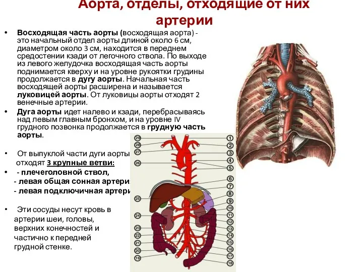 Аорта, отделы, отходящие от них артерии Восходящая часть аорты (восходящая
