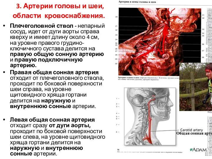 3. Артерии головы и шеи, области кровоснабжения. Плечеголовной ствол -
