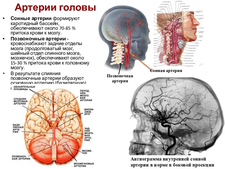 Артерии головы Сонные артерии формируют каротидный бассейн, обеспечивают около 70-85