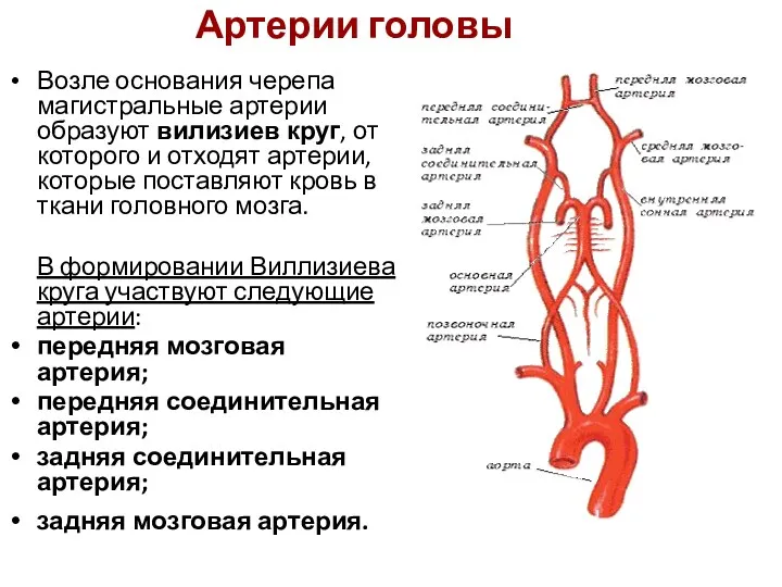 Артерии головы Возле основания черепа магистральные артерии образуют вилизиев круг,