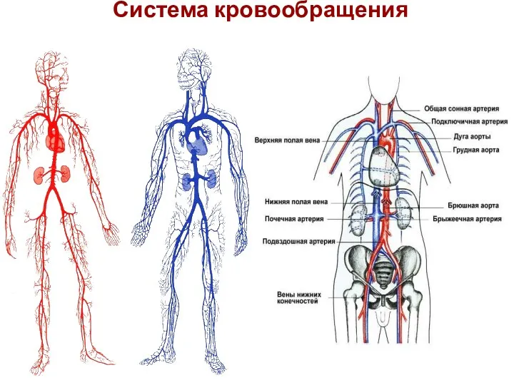 Система кровообращения