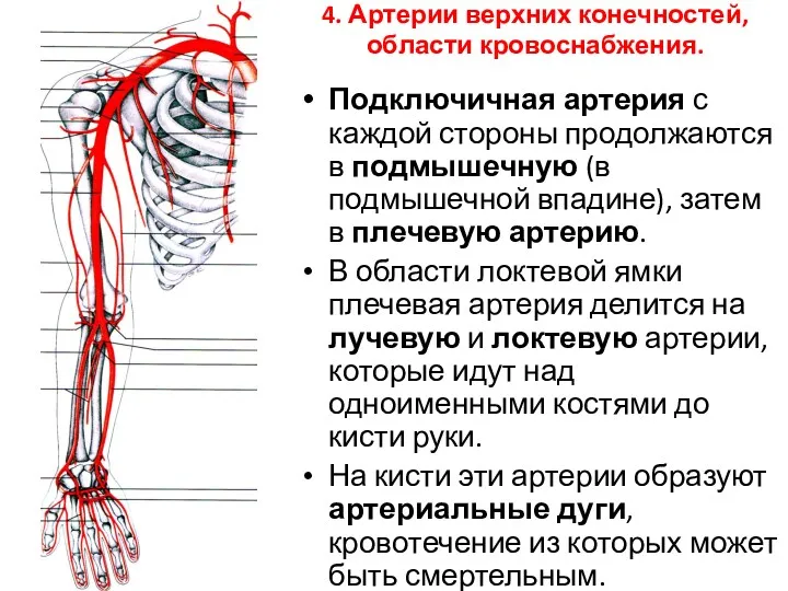 4. Артерии верхних конечностей, области кровоснабжения. Подключичная артерия с каждой